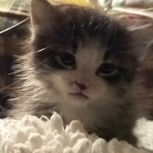 Meet your Posher, Ann